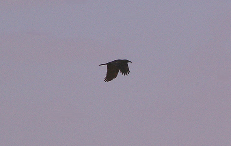 BROWN-NECKED RAVEN . THE AOUSSARD ROAD . THE SAHARA DESERT . WESTERN SAHARA . 6 / 3 / 2010