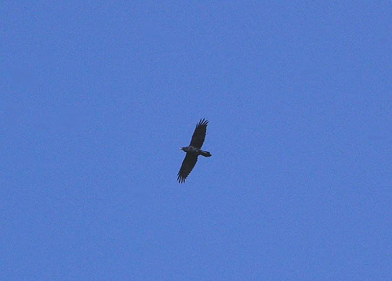 COMMON RAVEN . TOPSHAM . DEVON . ENGLAND . 4 . 3 . 2011
