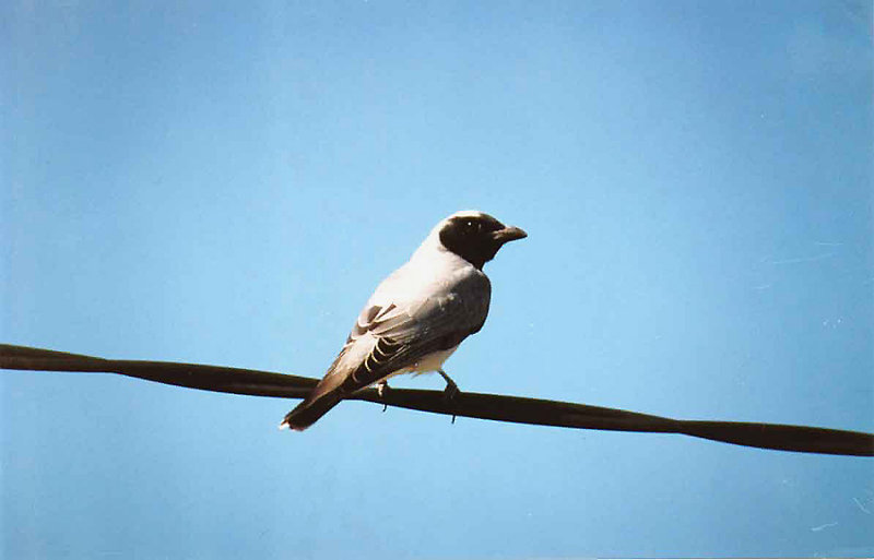 BLACK FACED CUCKOOSHRIKE . BARGARA . QUEENSLAND . AUSTRALIA . 3 . 6 . 2000 
