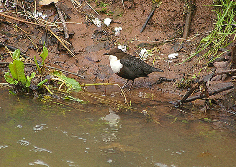 DIPPER . THE LUDWELL VALLEY . EXETER . DEVON . 11 . 1 . 2011.