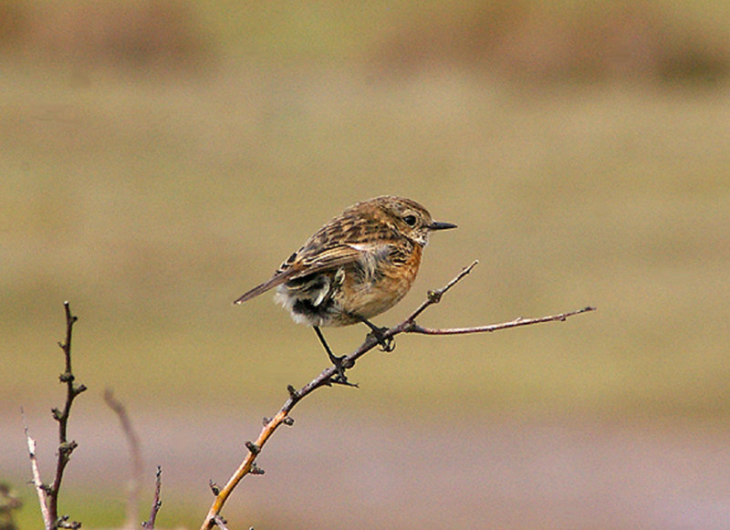 STONECHAT . DAWLISH WARREN . DEVON . 7 . 4 . 2010