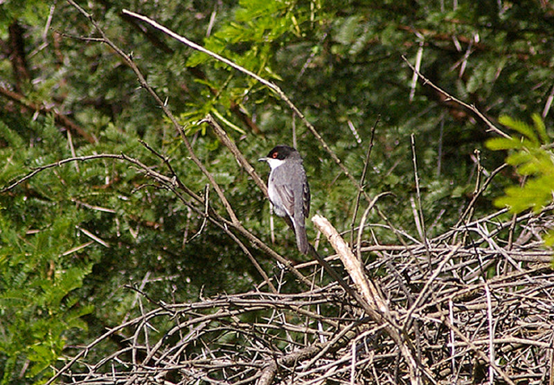  SARDINIAN WARBLER . THE OUED MASSA RESERVE . MOROCCO . 9 / 3 / 2010