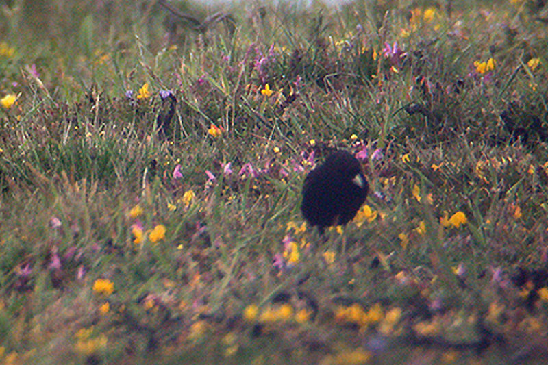 BLACK LARK . SOUTH STACK . ANGLESEA . 2 / 6 / 2003