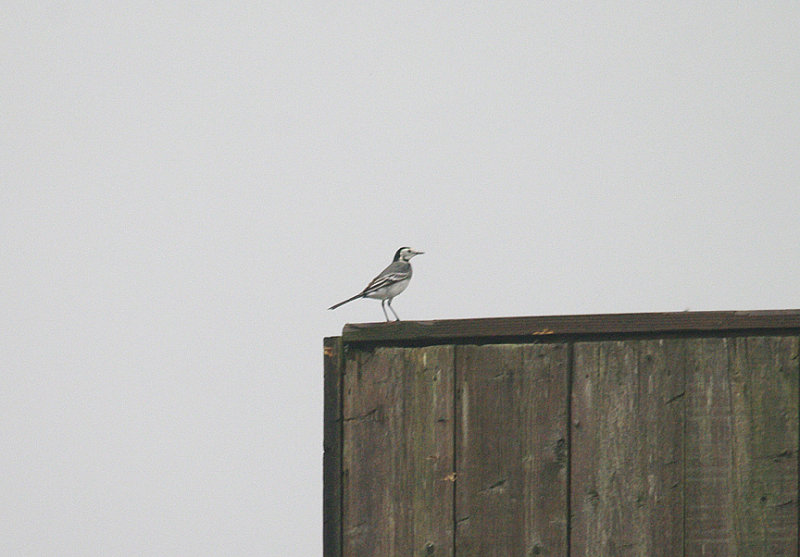 WHITE WAGTAIL . COLATON RALEIGH COMMON . DEVON . 11 . 11 . 2013