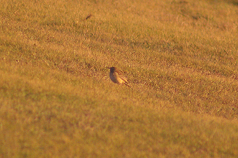 RICHARDS PIPIT . WYKE REGIS . DORSET . 11 . 1 . 2012