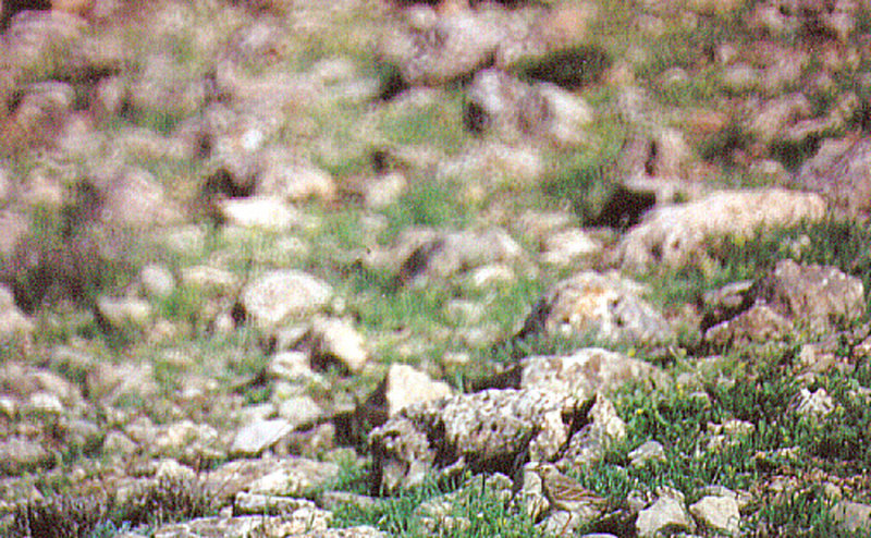 TAWNEY PIPIT . THE VAN HILLS . TURKEY . 13 . 5 . 2007