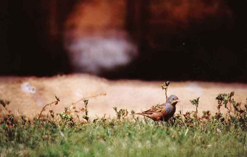  CRETZSCHMARS BUNTING . SHULAMIT PARK . EILAT . ISRAEL . 1 / 4 / 2001