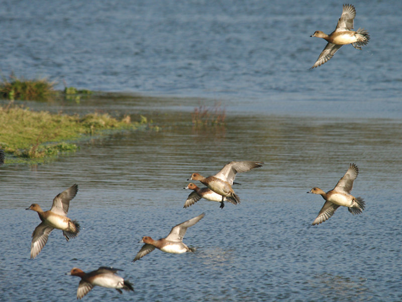 WIGEON . BOWLING GREEN MARSH . TOPSHAM . DEVON . ENGLAND . 21 . 11 . 2013