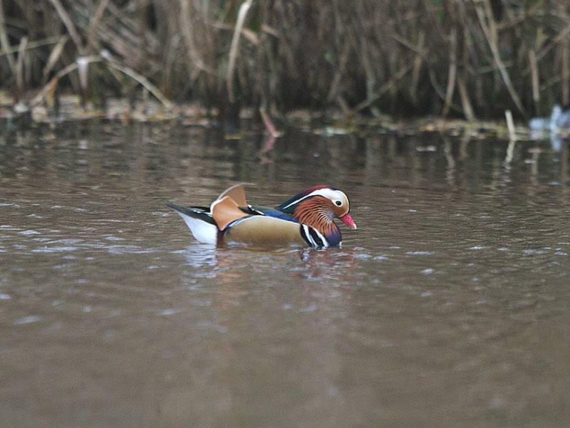 MANDARIN DUCK . THE CLENNON VALLEY . Nr GOODRINGTON . DEVON . ENGLAND . 29 . 11 . 2013