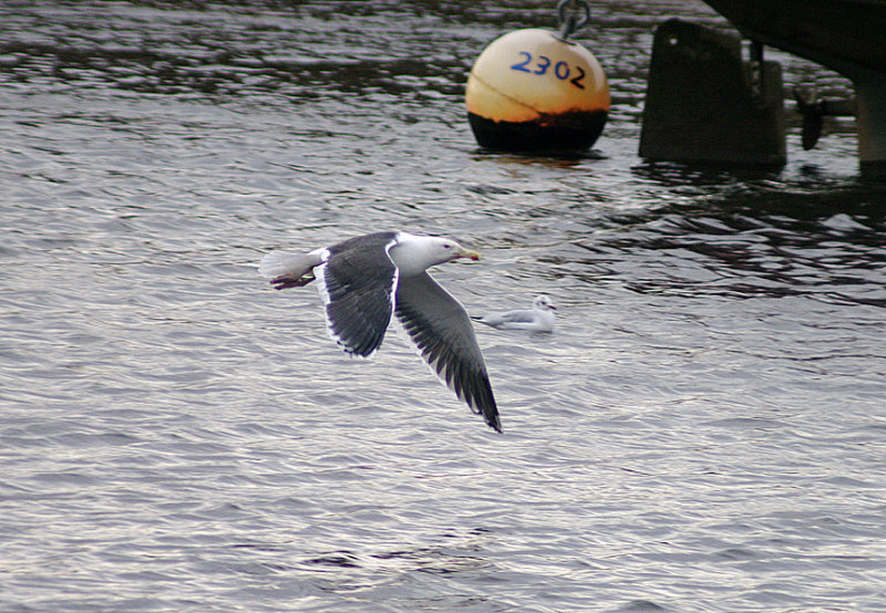 GREAT BLACK-BACKED GULL . THE RECREATION GROUND . TOPSHAM . DEVON . 29 . 11 . 2013