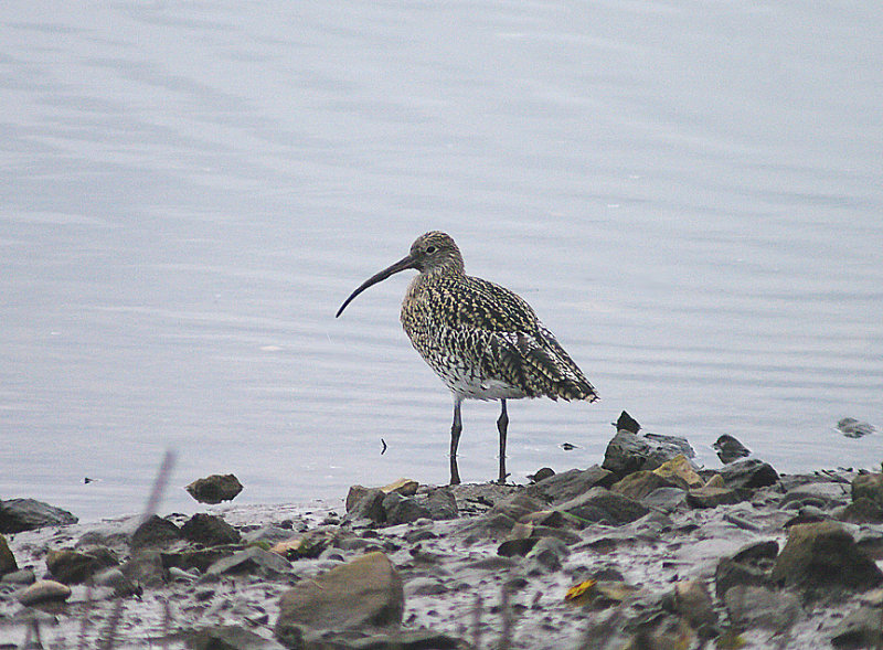CURLEW . THE RECREATION GROUND . TOPSHAM . DEVON . 2 . 12 . 2013.JPG