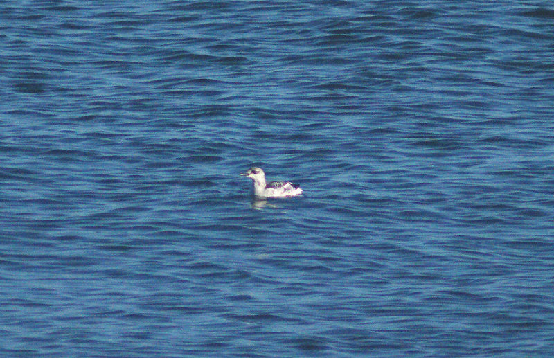 BLACK GUILLEMOT . OFF OF BRIXHAM . DEVON . 29 . 12 . 2013