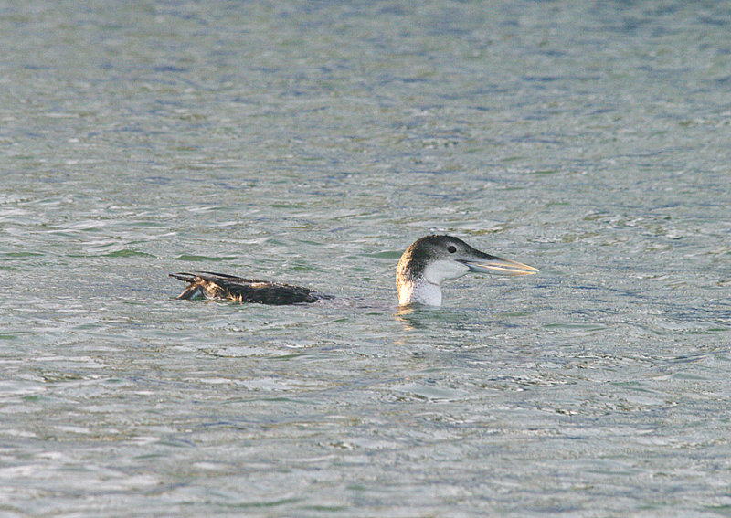 WHITE-BILLED DIVER , BRIXHAM HARBOUR , DEVON , 30 , 12 , 2013