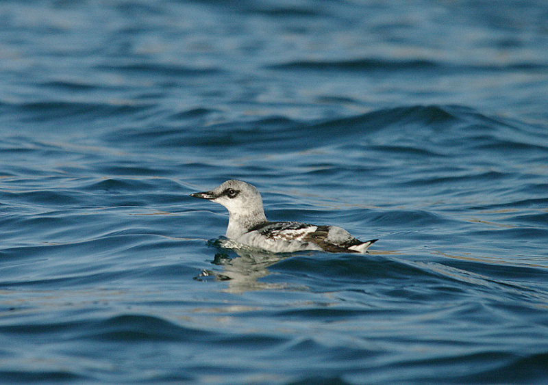 BLACK GUILLEMOT . BRIXHAM HARBOUR . DEVON . 30 . 12 . 2013