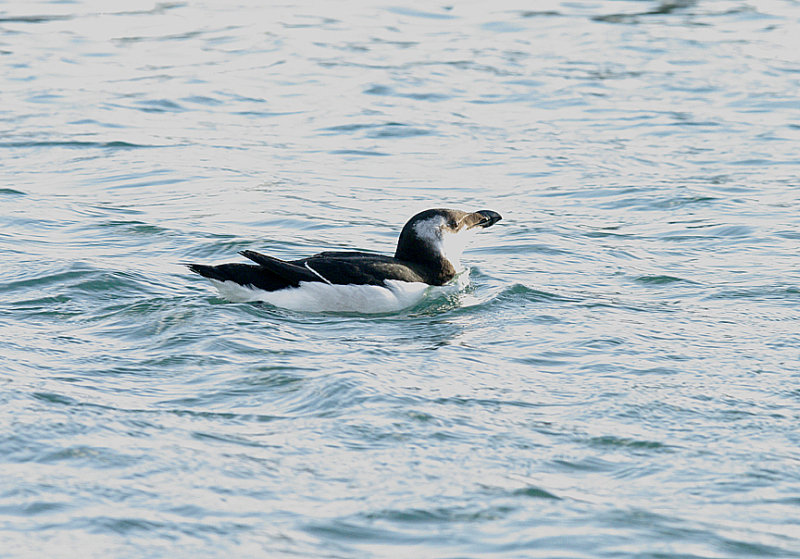 RAZORBILL . BRIXHAM HARBOUR . DEVON . 30 . 12 . 2013