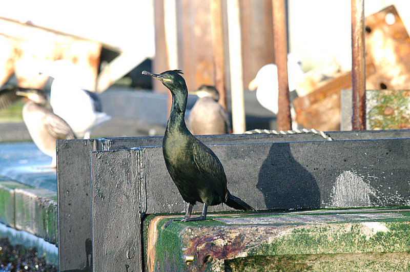 SHAG . BRIXHAM HARBOUR . DEVON . 30 . 12 . 2013 