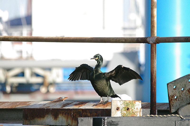 SHAG . BRIXHAM HARBOUR . DEVON . 30 . 12 . 2013