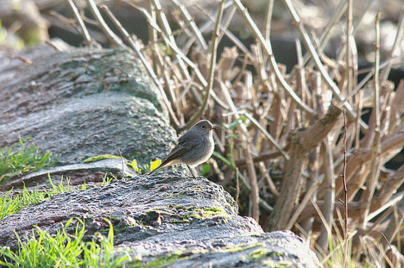 BLACK REDSTART . THE TOPSHAM RECREATION GROUND . DEVON . 7 . 1 . 2014