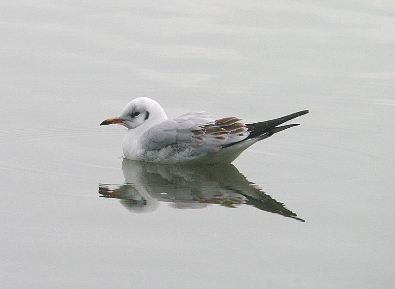 BLACK-HEADED GULL . THE STOVER COUNTRY PARK . DEVON . 8 . 1 . 2014