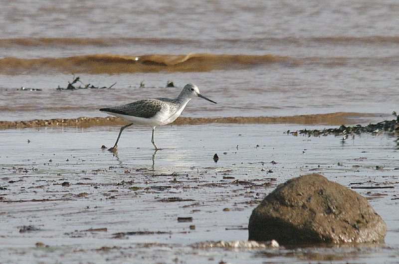 GREENSHANK . THE EXE ESTUARY . DEVON . 1 . 2 . 2014