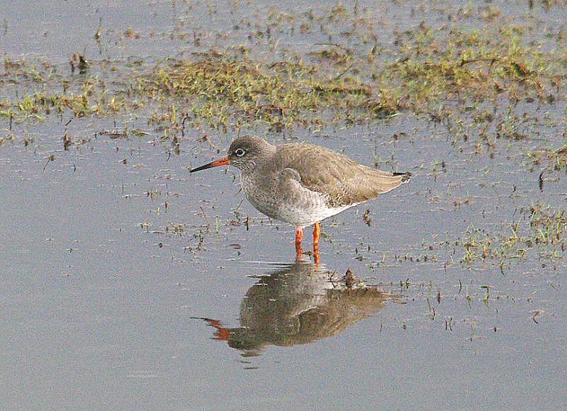 REDSHANK . BOWLING GREEN MARSH . TOPSHAM . DEVON . 4 . 2 . 2014