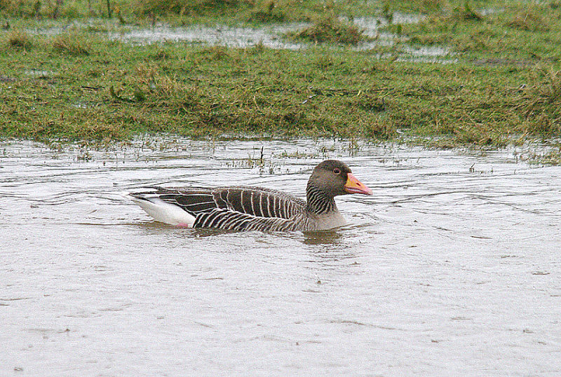 GREYLAG GOOSE . BOWLING GREEN MARSH . TOPSHAM . DEVON . ENGLAND . 6 . 2 . 2014