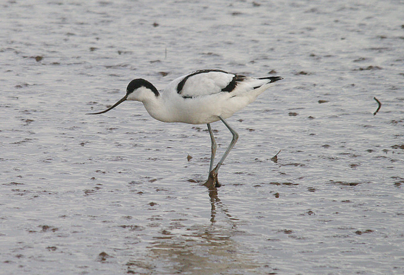 AVOCET . GOOSE MOOR . TOPSHAM . DEVON . ENGLAND . 10 . 2 . 2014