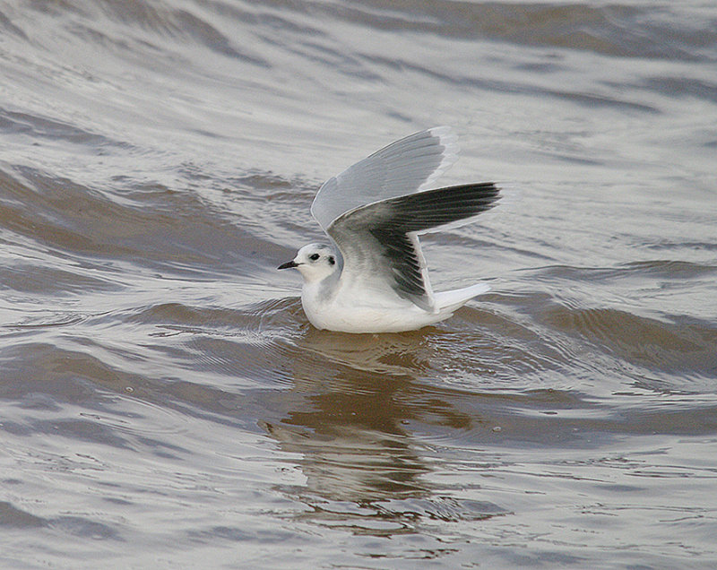 LITTLE GULL . THE EXE ESTUARY . EXMOUTH . DEVON . 15 . 2 . 2014 