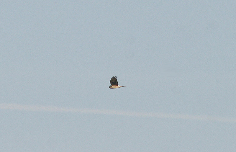 HEN HARRIER . BIRCH TOR . DARTMOOR . DEVON . 9 . 3 . 2014