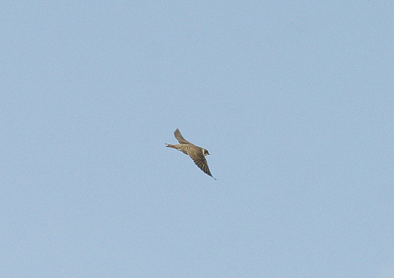 SAND MARTIN . THE EXMINSTER MARSHES . DEVON . 25 . 3 . 2014