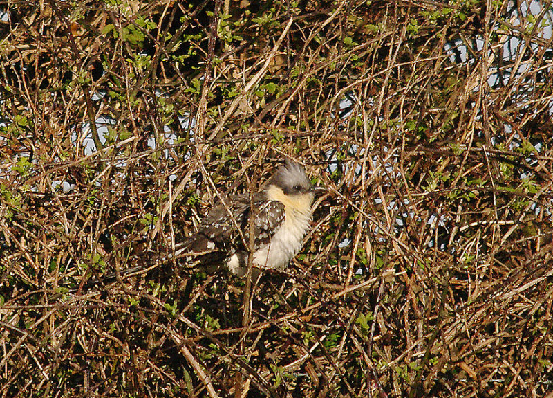 GREAT SPOTTED CUCKOO ( Adult ) , BEER HEAD , DEVON , 4 , 4 , 2014