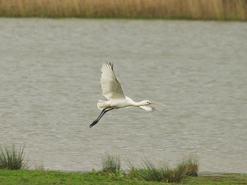 SPOONBILL , BOWLING GREEN MARSH , TOPSHAM , DEVON , 6 , 4 , 2014