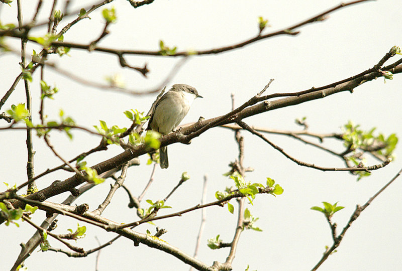 LESSER WHITETHROAT . THE EXMINSTER MARSHES . DEVON . 13 . 4 . 2014