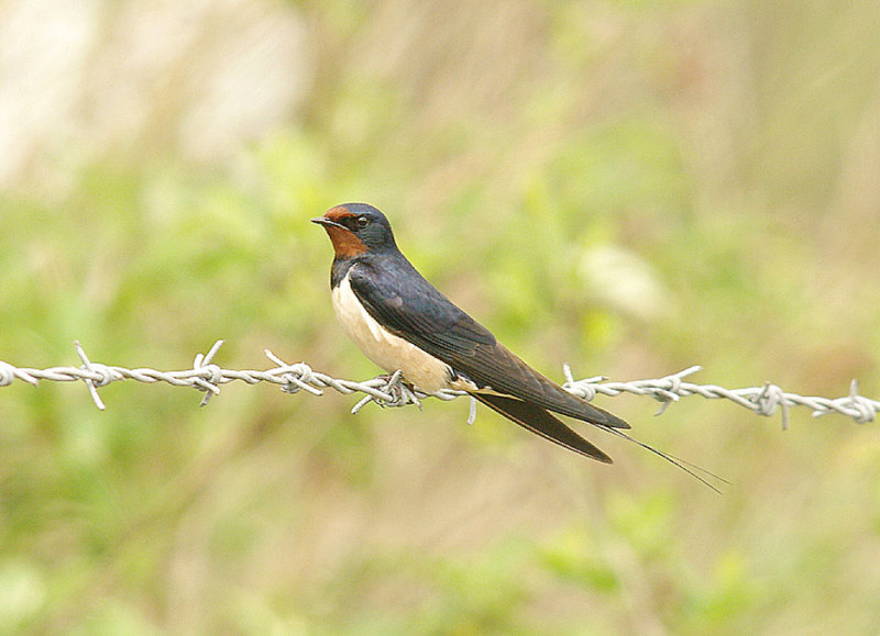 BARN SWALLOW . THE EXMINSTER MARSHES . DEVON . 30 . 4 . 2014