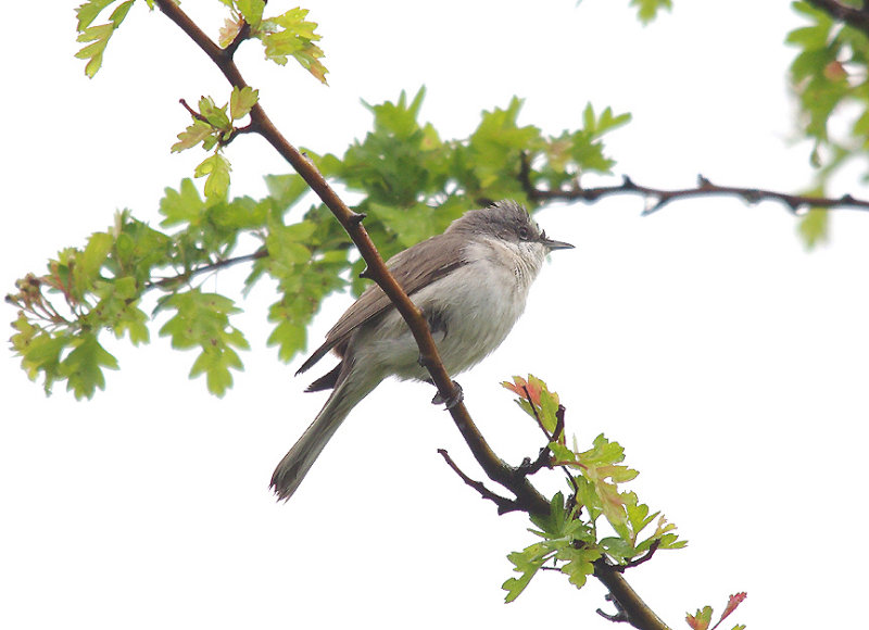 LESSER WHITETHROAT . THE EXMINSTER MARSHES . DEVON . 1 . 5 . 2014
