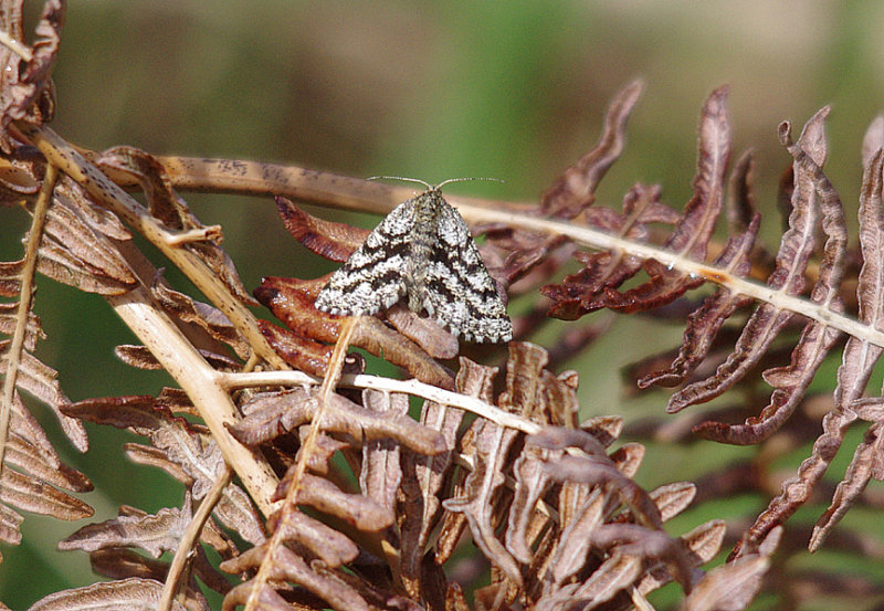 COMMON HEATH ( Female ) . HAWKERLAND COMMON . DEVON . 7 . 5 . 2014
