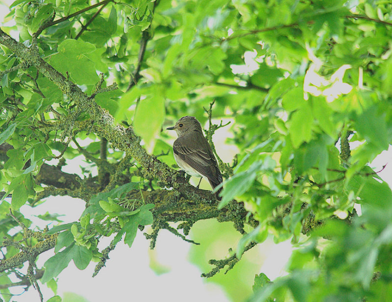 SPOTTED FLYCATCHER . BOWLING GREEN MARSH . TOPSHAM . DEVON . 10 . 5 . 2014