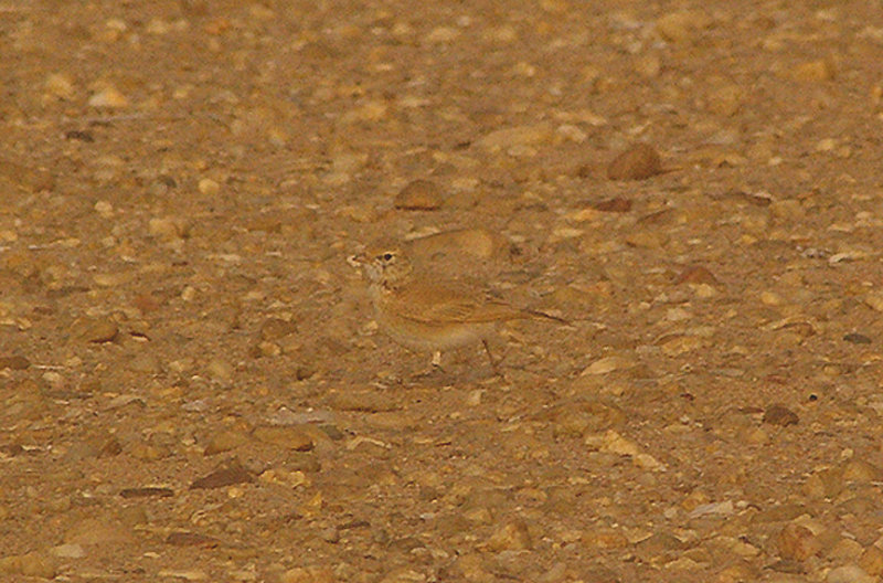 BAR TAILED DESERT LARK . THE AOUSSARD ROAD . THE SAHARA DESERT . WESTERN SAHARA . 6 / 3 / 2010