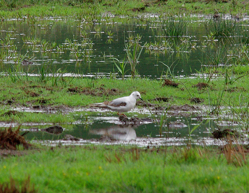 ROSS`S GULL . BOWLING GREEN MARSH . TOPSHAM . DEVON . 29 . 5 . 2014