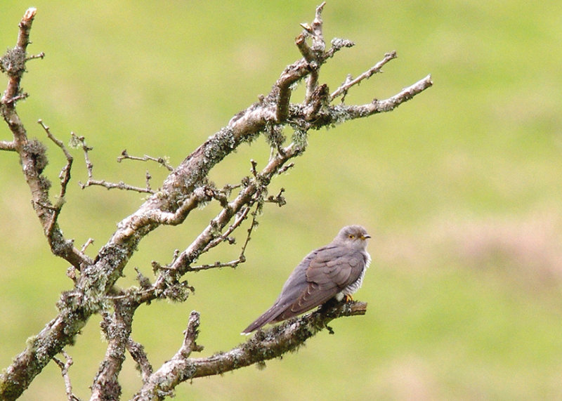 COMMON CUCKOO . Nr VENFORD . RESERVOIR . DARTMOOR . DEVON . 3 . 6 . 2014