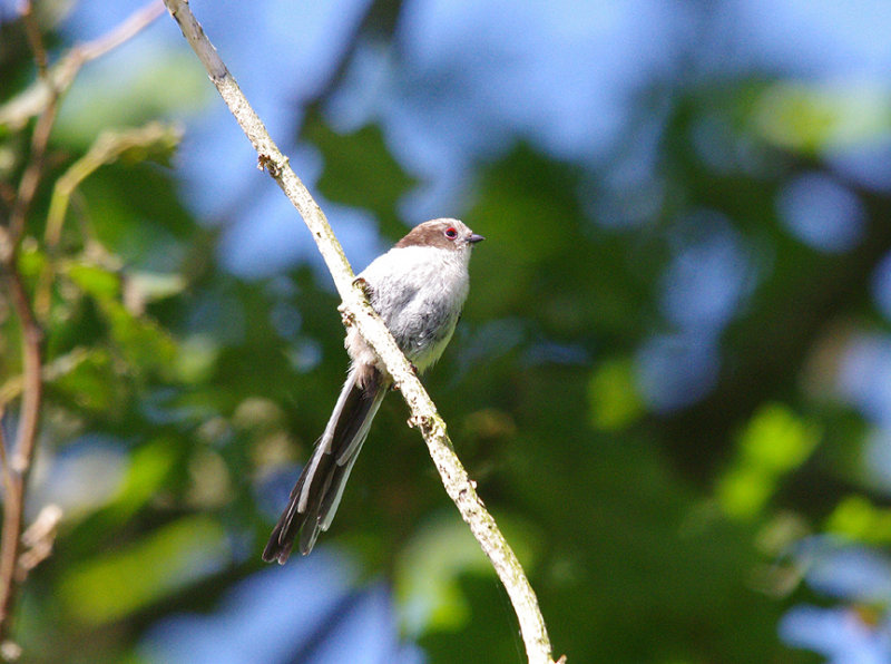 LONG TAILED TIT  ( Juvenile ) . THE POWDERHAM MARSHES . DEVON . 9 . 6 . 2014