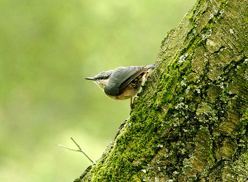EURASIAN NUTHATCH . HALDON FOREST . DEVON . 14 . 7 . 2014.JPG