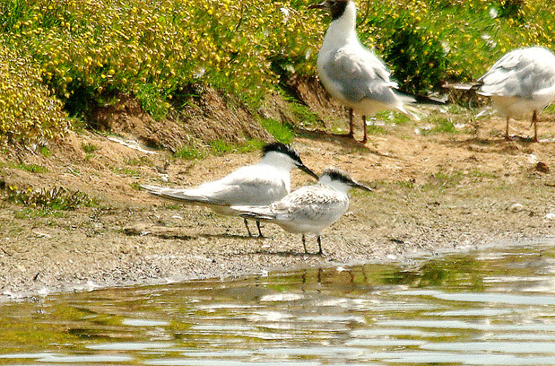 SANDWICH TERN ( Adult & Juvenile ) . BOWLING GREEN MARSH . TOPSHEM . DEVON . 17 . 7 . 2014