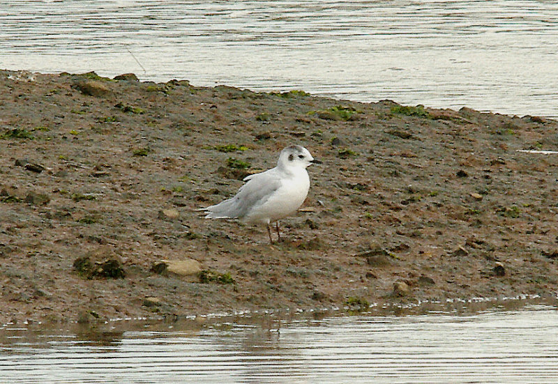 LITTLE GULL . GOOSEMOOR . TOPSHAM . DEVON . 20 . 7 . 2014