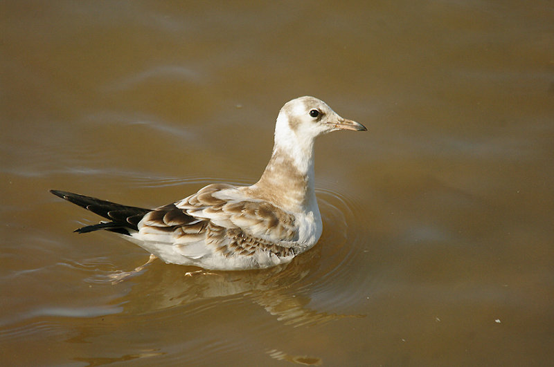 BLACK-HEADED GULL ( Juvenile ) . TOPSHAM RECREATION GROUND . DEVON . 22 . 7 . 2014