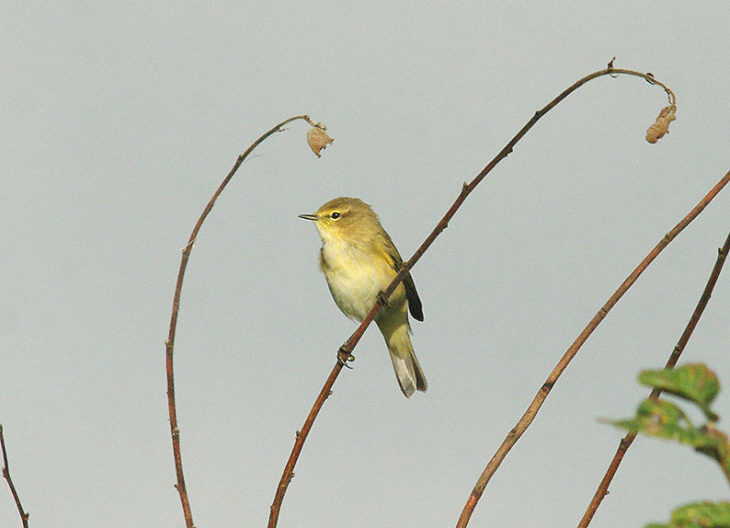 COMMON CHIFFCHAFF . THE TOP FIELDS . GORE LANE . EXMOUTH . DEVON . 31 . 8 . 2014