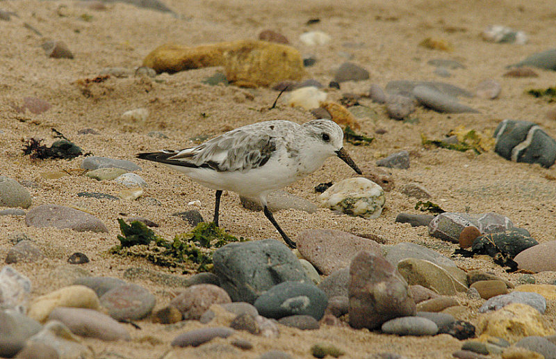 SANDERLING . DAWLISH WARREN . DEVON . 1 . 9 . 2014 