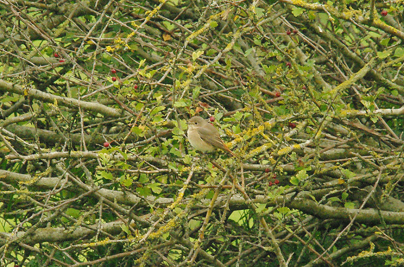 COMMON REDSTART ( Female ) . BOWLING GREEN MARSH . TOPSHAM . DEVON . 2 / 9 / 2014