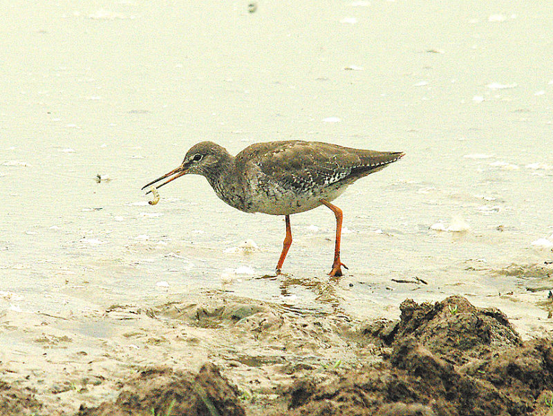 COMMON REDSHANK . BOWLING GREEN MARSH . TOPSHAM . DEVON . 3 . 9 . 2014
