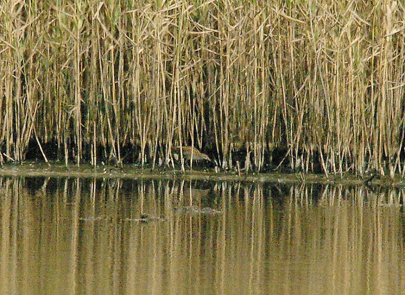 LITTLE CRAKE . BLACK HOLE MARSH . SEATON . DEVON . 4 . 9 . 2014